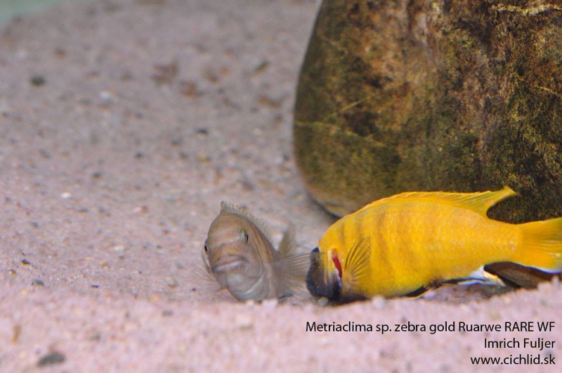 Maylandia sp. 'zebra gold' Ruarwe